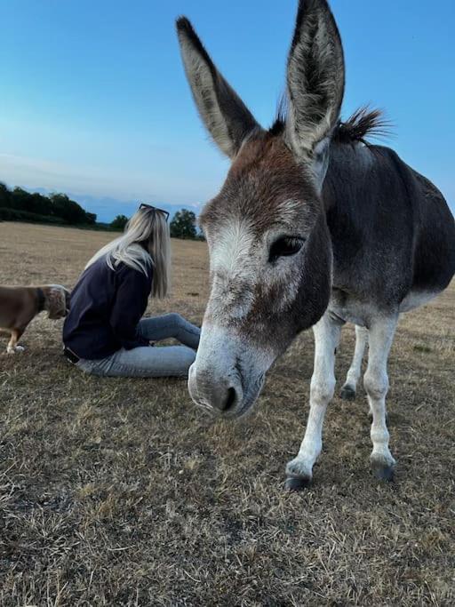 Byre - Farm Cottage On 9 Acre Equestrian Small Holding ソールズベリー エクステリア 写真